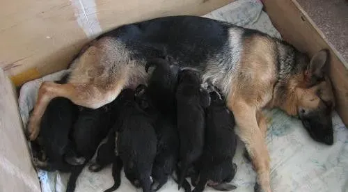 德国牧羊犬的训练方法 最佳的训练时间是2到3月龄 | 德国牧羊犬