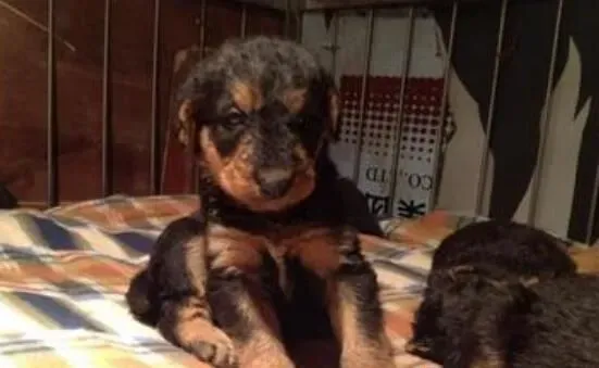 万能梗的忠诚度 万能梗忠诚友善是理想家庭犬 | 万能梗