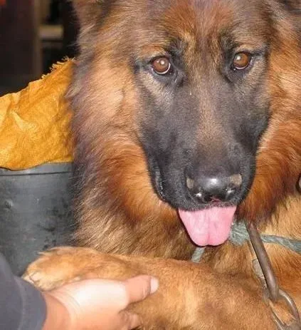 德国牧羊犬|德国牧羊犬驱虫后会出现哪三种反应