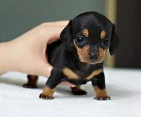 腊肠犬|腊肠犬脚扭了走路一撅一拐的怎么办