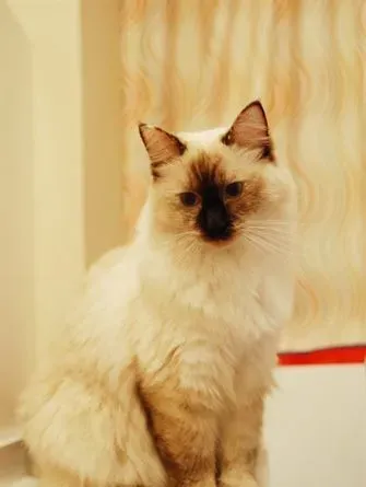 猫尿道炎吃什么药 首先需要确诊 | 伯曼猫