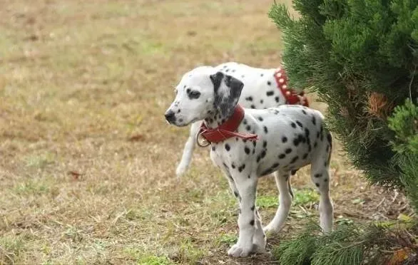 斑点狗|斑点狗步入成犬后应该怎样养