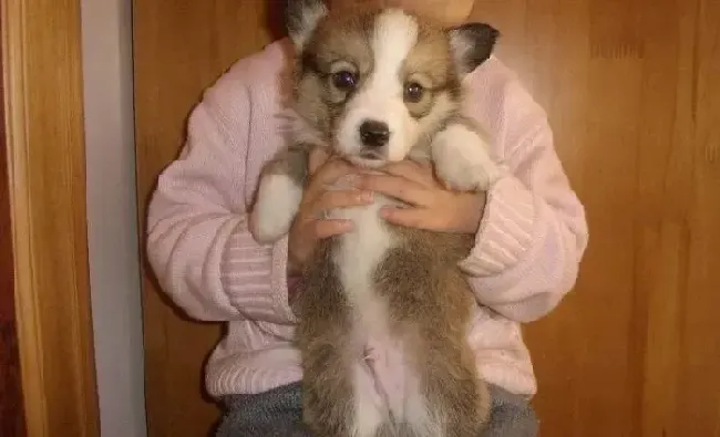 柯基犬|怎样让柯基犬真正的掌握上厕所的技巧