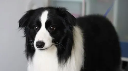 边境牧羊犬寿命 大致在14年左右 | 边境牧羊犬