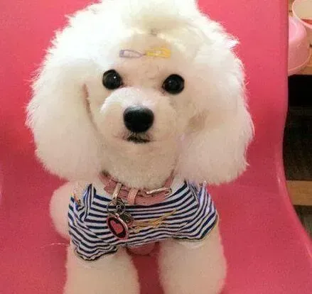 贵宾犬|贵宾犬眼睛不好，看不清东西应如何治疗