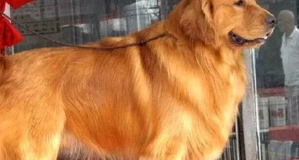 金毛|如何科学而合理的养好金毛犬
