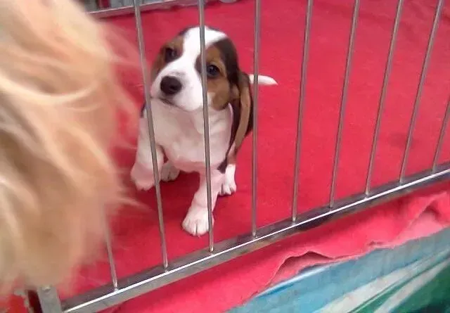 比格犬|怎样让比格犬享受正确的遛弯待遇