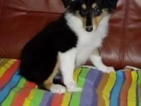 苏格兰牧羊犬|苏格兰牧羊犬有哪些虚荣心，你知道它不喜欢什么吗