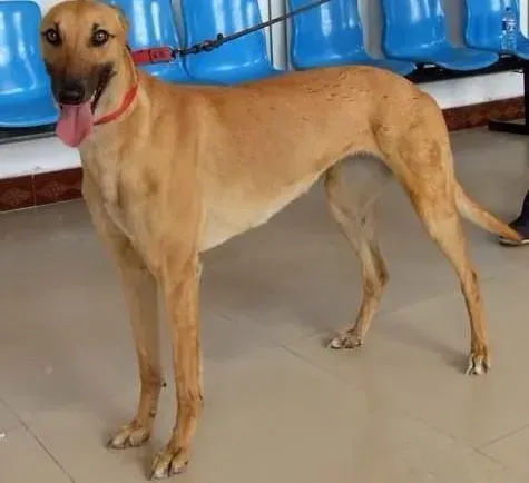 格力犬|格力犬螨虫怎么治疗可以不再复发