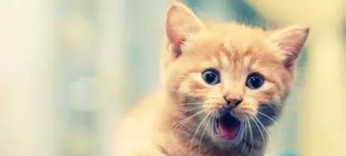 冬天猫会发情吗 一般是春秋季发情个别会冬季 | 发情