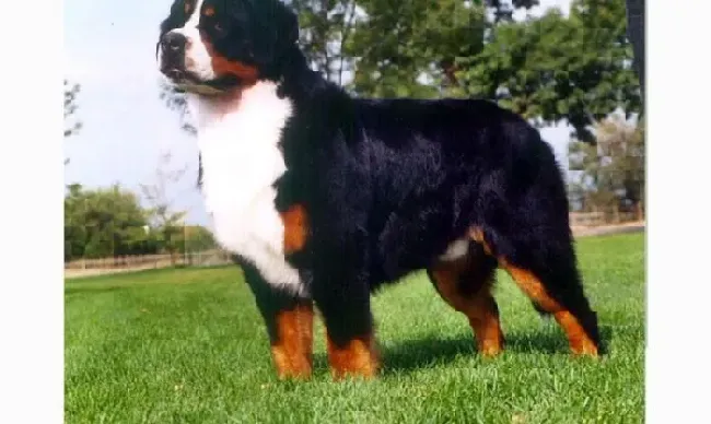 伯恩山犬|伯恩山犬假性怀孕症状和治疗方法