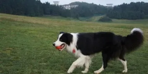 边境牧羊犬好吗 边境牧羊犬的性格特点 | 边境牧羊犬