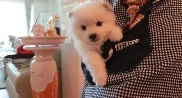 银狐犬|银狐犬皮屑生长的原因以及清洗方法