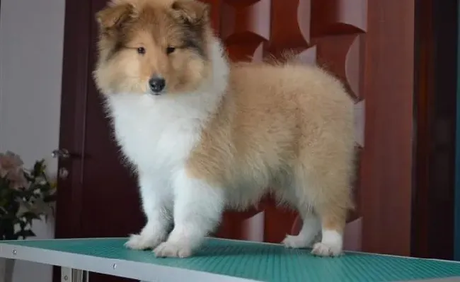 苏格兰牧羊犬|苏格兰牧羊犬的鼻子最近总是干干的是为什么
