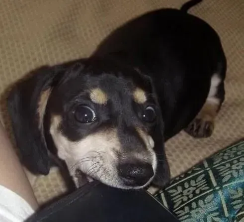 腊肠犬|日常生活中腊肠犬美容护理的五个步骤