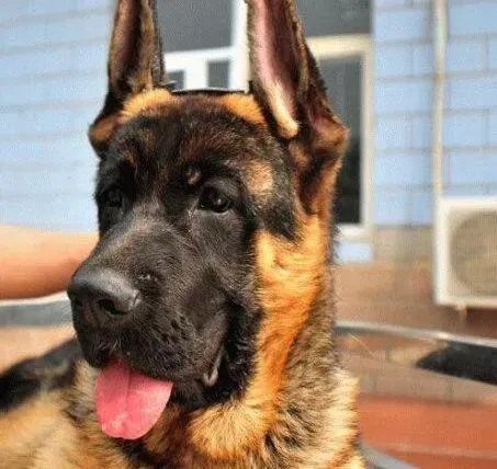 德国牧羊犬|我家德国牧羊犬老打喷嚏没事吧