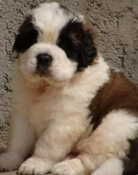 圣伯纳犬|新手必备：母圣伯纳犬产后护理以及新生仔犬的养护