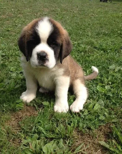 圣伯纳犬|圣伯纳犬的成长离不开营养物质