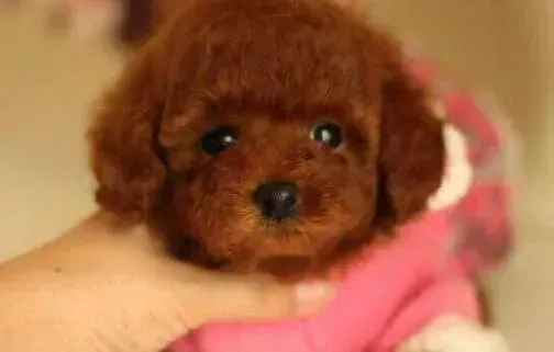 贵宾犬|关于贵宾犬一些不能吃的食物介绍