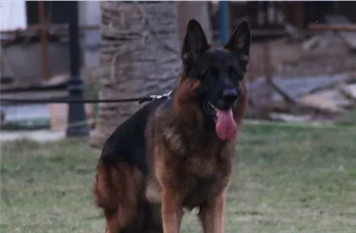 德国牧羊犬的训练方法 最佳的训练时间是2到3月龄 | 德国牧羊犬