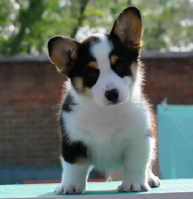 柯基犬|柯基犬在饲养中要掌握好哪些原则