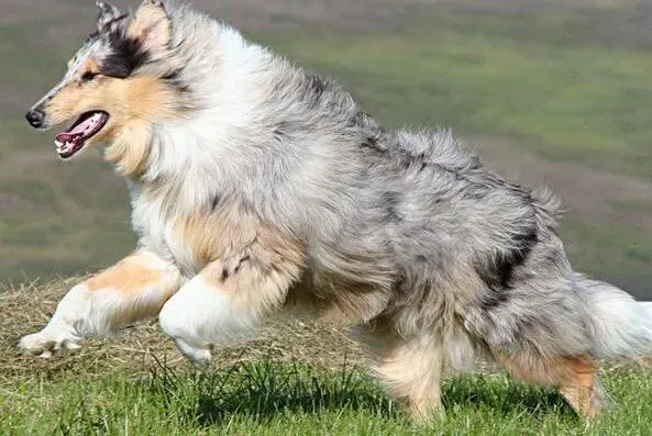 苏格兰牧羊犬|带着苏格兰牧羊犬去做客要注意的问题