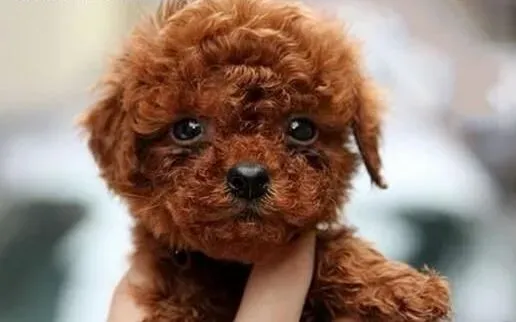 泰迪犬|科学阻止泰迪犬半夜吠叫的方法