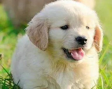 金毛|给金毛犬和孩子们拍集体照应该怎样找角度