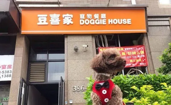 超级弟控贵宾犬 不容许任何人欺负弟弟