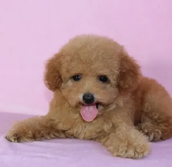 泰迪犬|我家泰迪犬患上真菌皮肤病应如何医治它