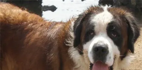 圣伯纳犬的食量 圣伯纳犬好养但是食量大 | 圣伯纳犬