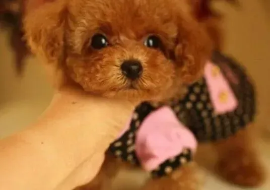 泰迪犬|泰迪犬流泪眼屎多用什么眼药水医治
