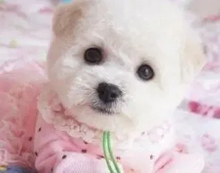 比熊犬|远离饲养误区  主人要科学正确的饲养比熊犬