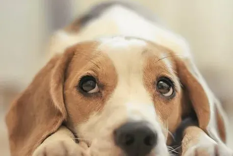 如何防止比格犬咬东西 要当着比格犬的面说不行 | 比格犬