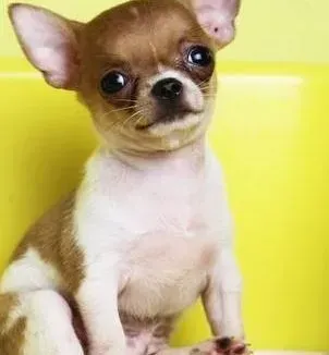 吉娃娃|吉娃娃总是不停的呕吐该怎么办