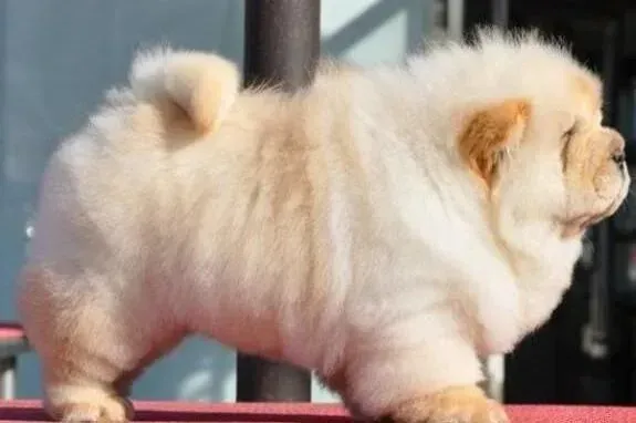 松狮犬|松狮犬拉稀，出血这是什么情况，求解答