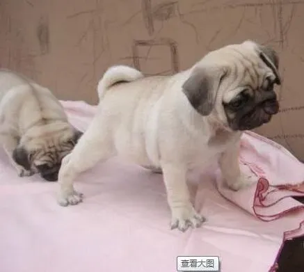 巴哥犬|巴哥犬的生命健康保护神——杀虫剂