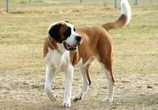 圣伯纳犬|家庭小贴士 怎样照顾幼年的圣伯纳犬