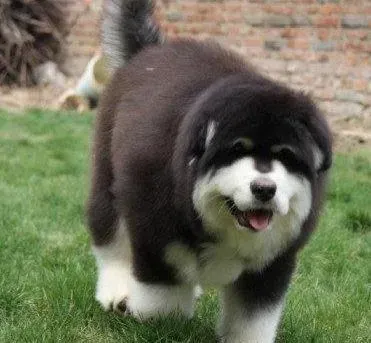阿拉斯加犬|阿拉斯加犬拉便便时干时稀，打喷嚏是怎么了