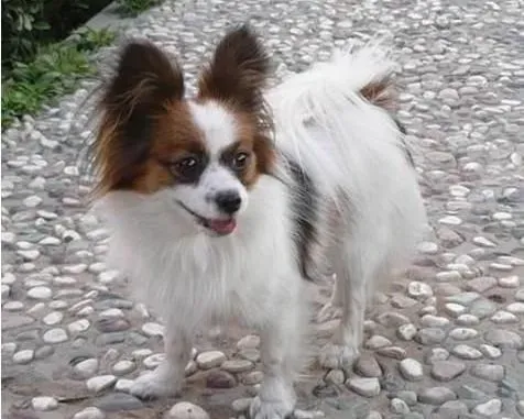 蝴蝶犬|蝴蝶犬对人是否友好