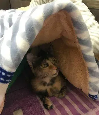 奴才还不快护驾! 钻棉被自嗨被3猫盖布袋群殴 | 猫
