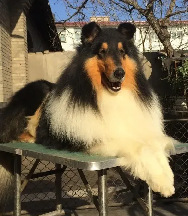 苏格兰牧羊犬|苏格兰牧羊犬最近身体很痒，有疙瘩是什么情况
