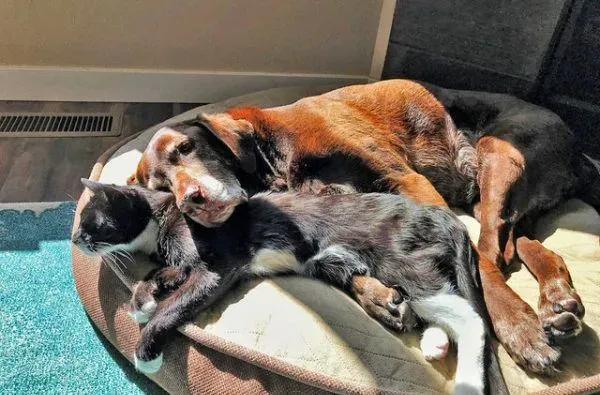 13年不合的猫狗突然破冰成友 其因超暖心 | 狗