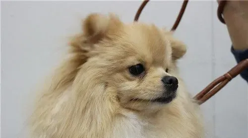 博美犬的毛剪头 博美犬的毛剪头方法 | 博美犬