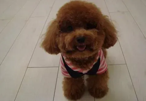 泰迪犬|不生病的智慧 如何医治患上皮肤过敏的泰迪犬