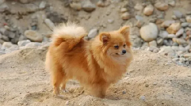 博美犬喂几顿 博美犬喂食需要注意事项 | 博美