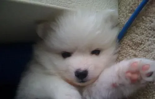 银狐犬只吃肉不吃狗粮怎么办 先饿它 | 银狐犬