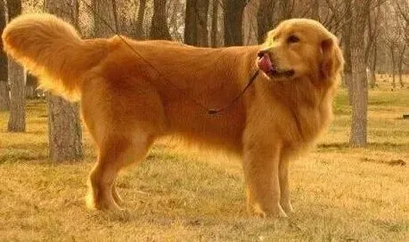 金毛|像金毛犬这样的大型犬需要补钙么