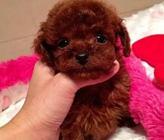 泰迪犬|泰迪犬每天早上都会呕吐白色和黄色泡沫