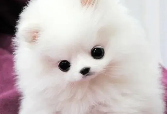 博美犬|如何增进主人和博美犬之间的感情